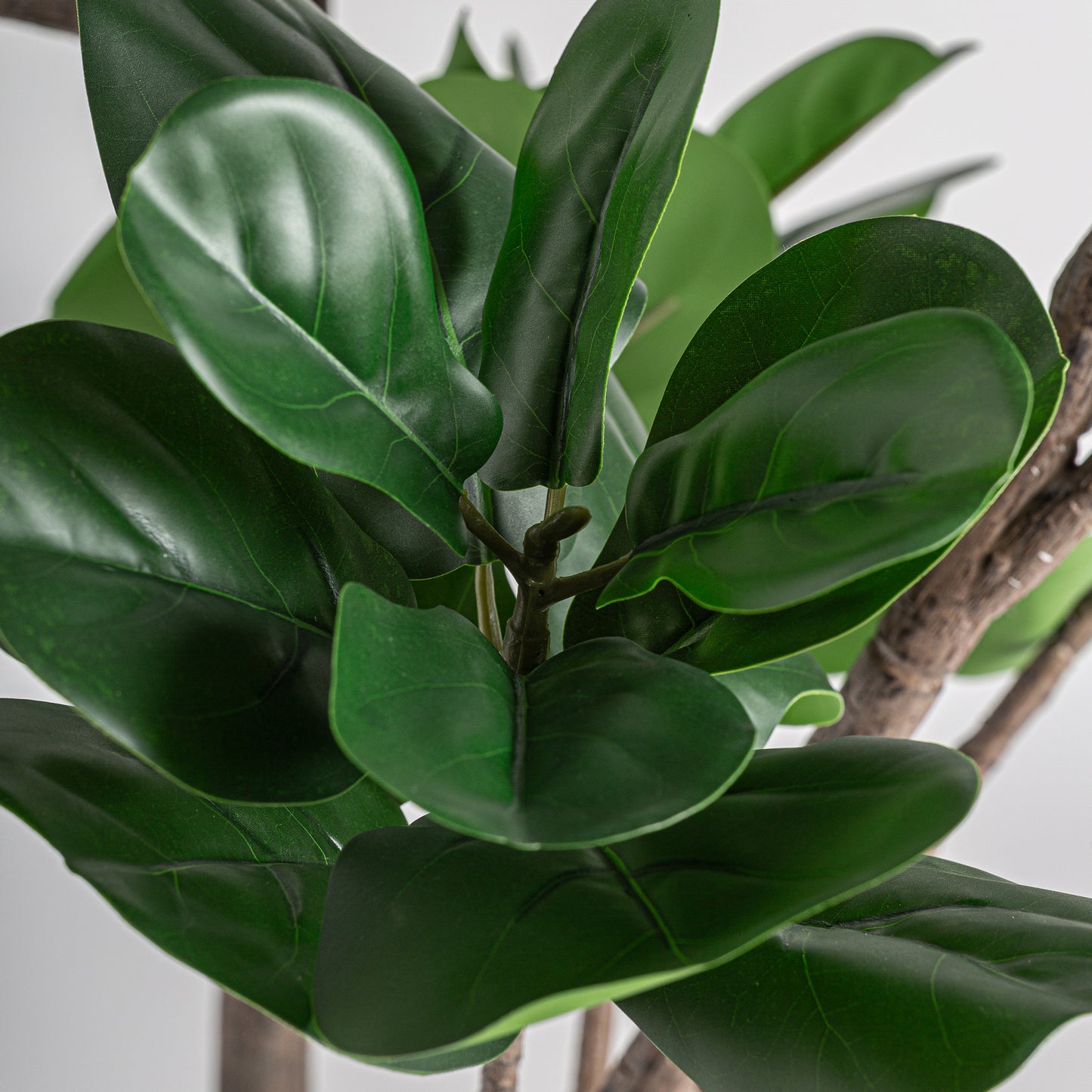 Ficus Plant Klassiek 70x70x187 cm
