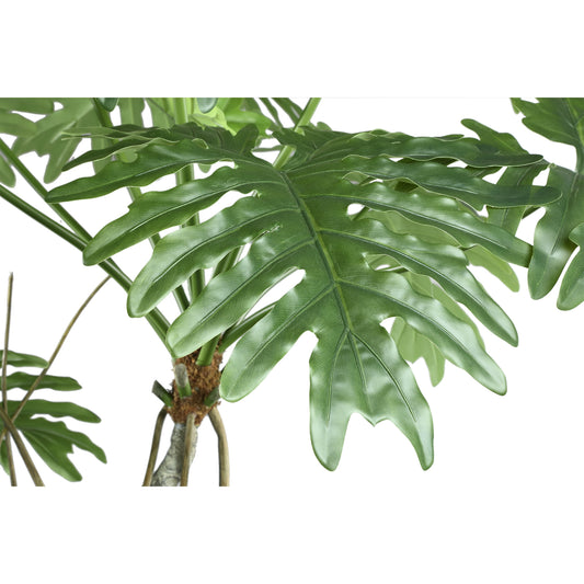 Tree Groen Philodendron Selloum In Zwarte Pot 170x170x120 cm