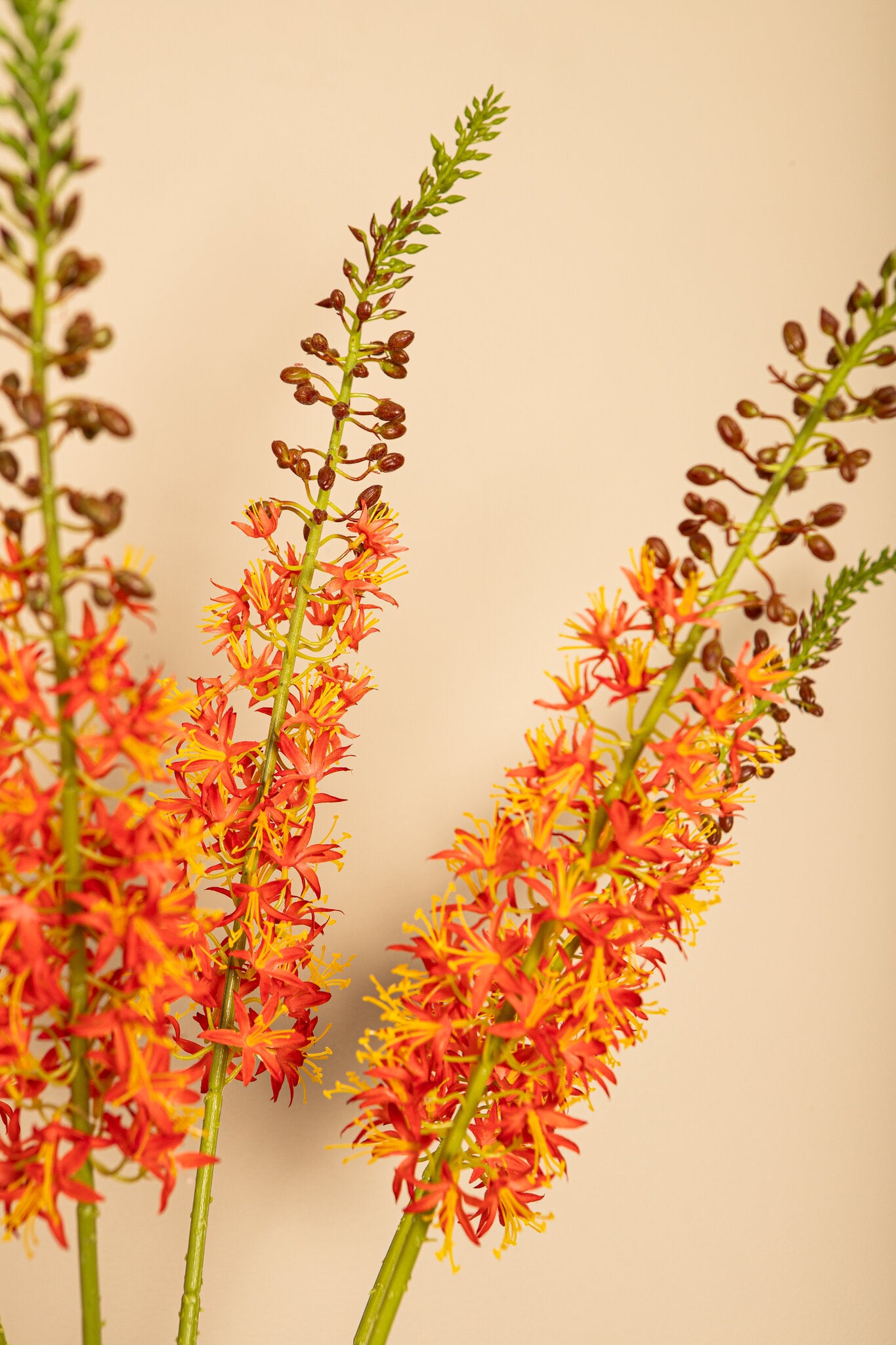 Twig Plant Oranje Groen Eremurus Spray Set van 6 Stuks 104x44x8 cm