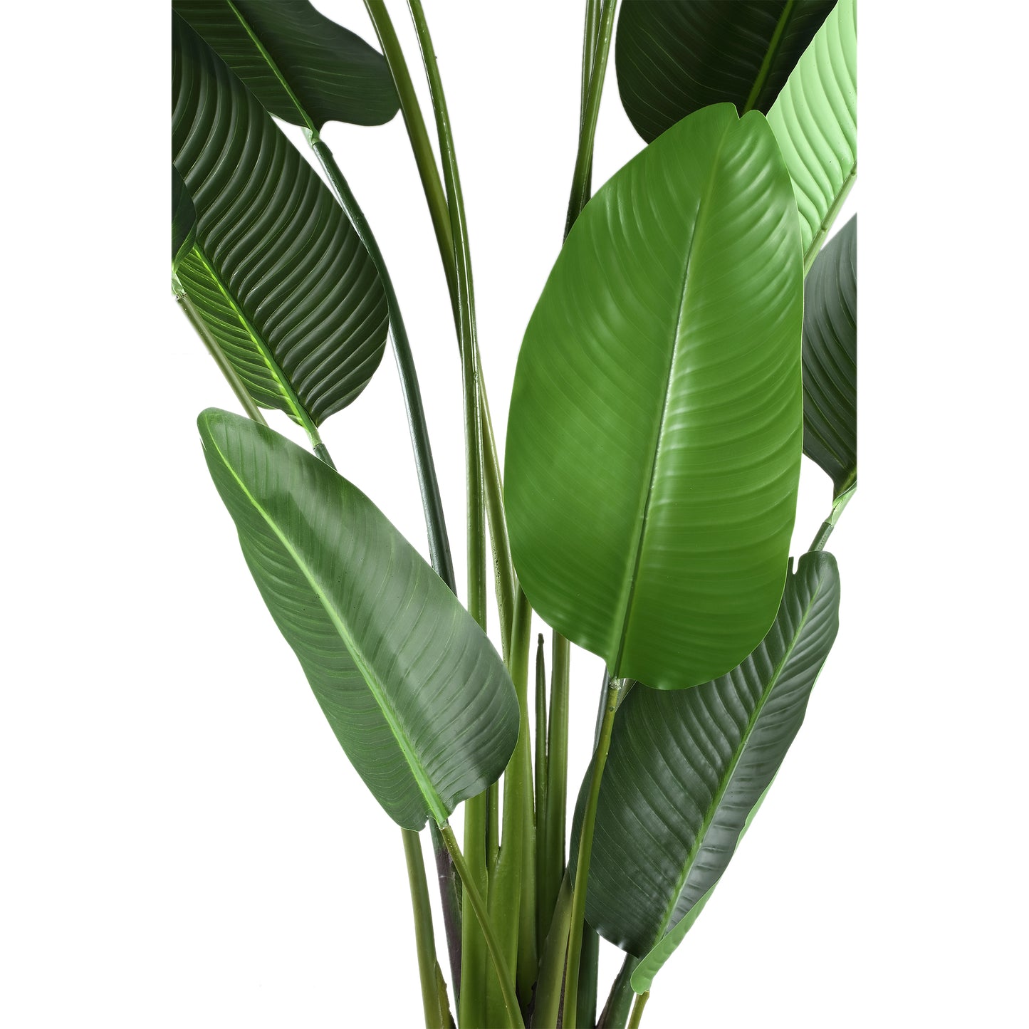 Leaves Plant Groene Strelitzia In Pot XL 310x130x87 cm