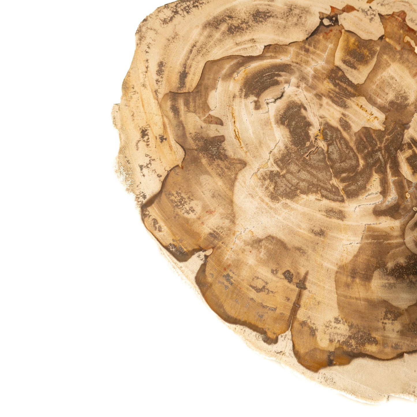 Jisse Natuurlijke Versteende Hout Bijzettafel Twist Base 53x30x35 cm
