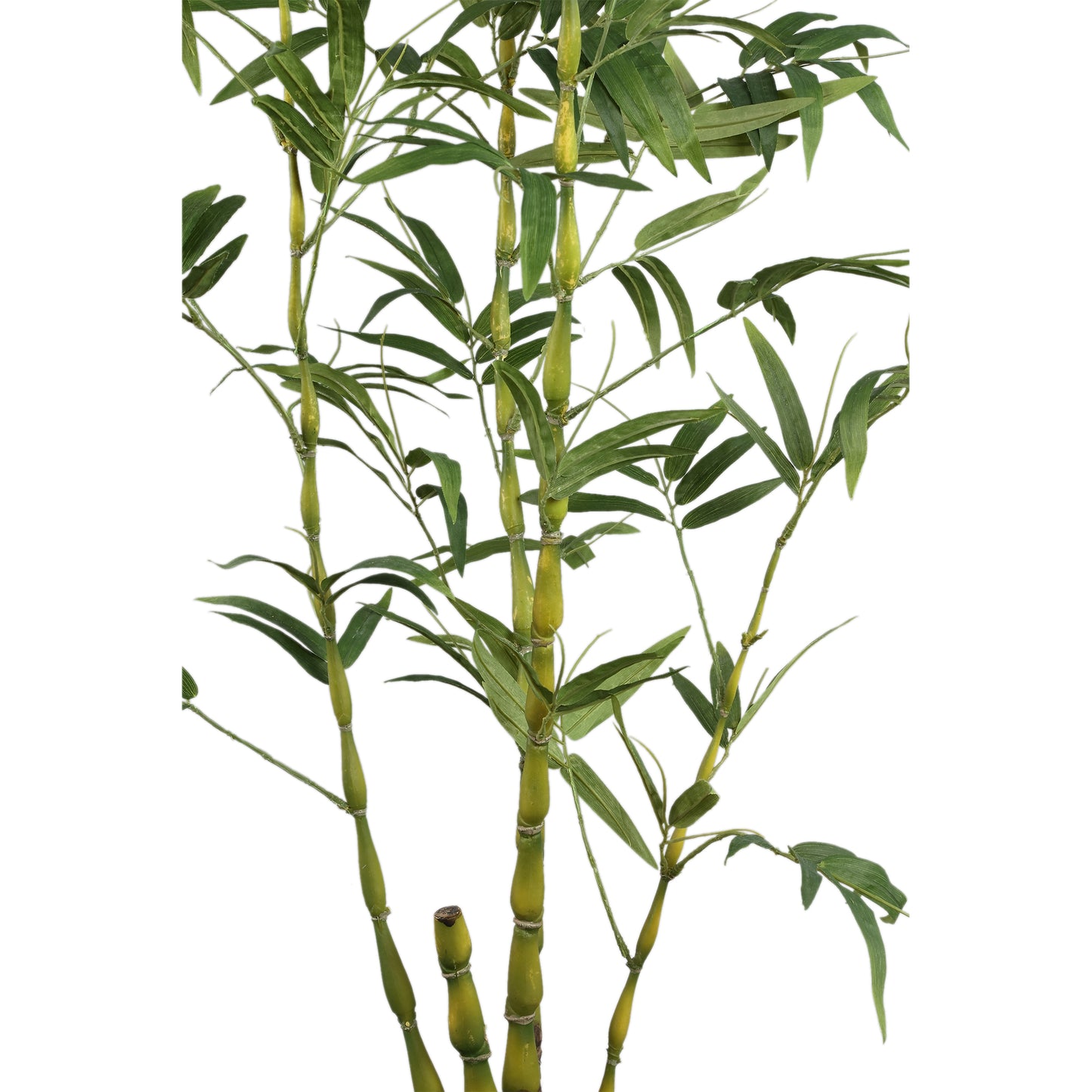 Tree Green Bamboe Belly Tree In Pot 150x135x80 cm
