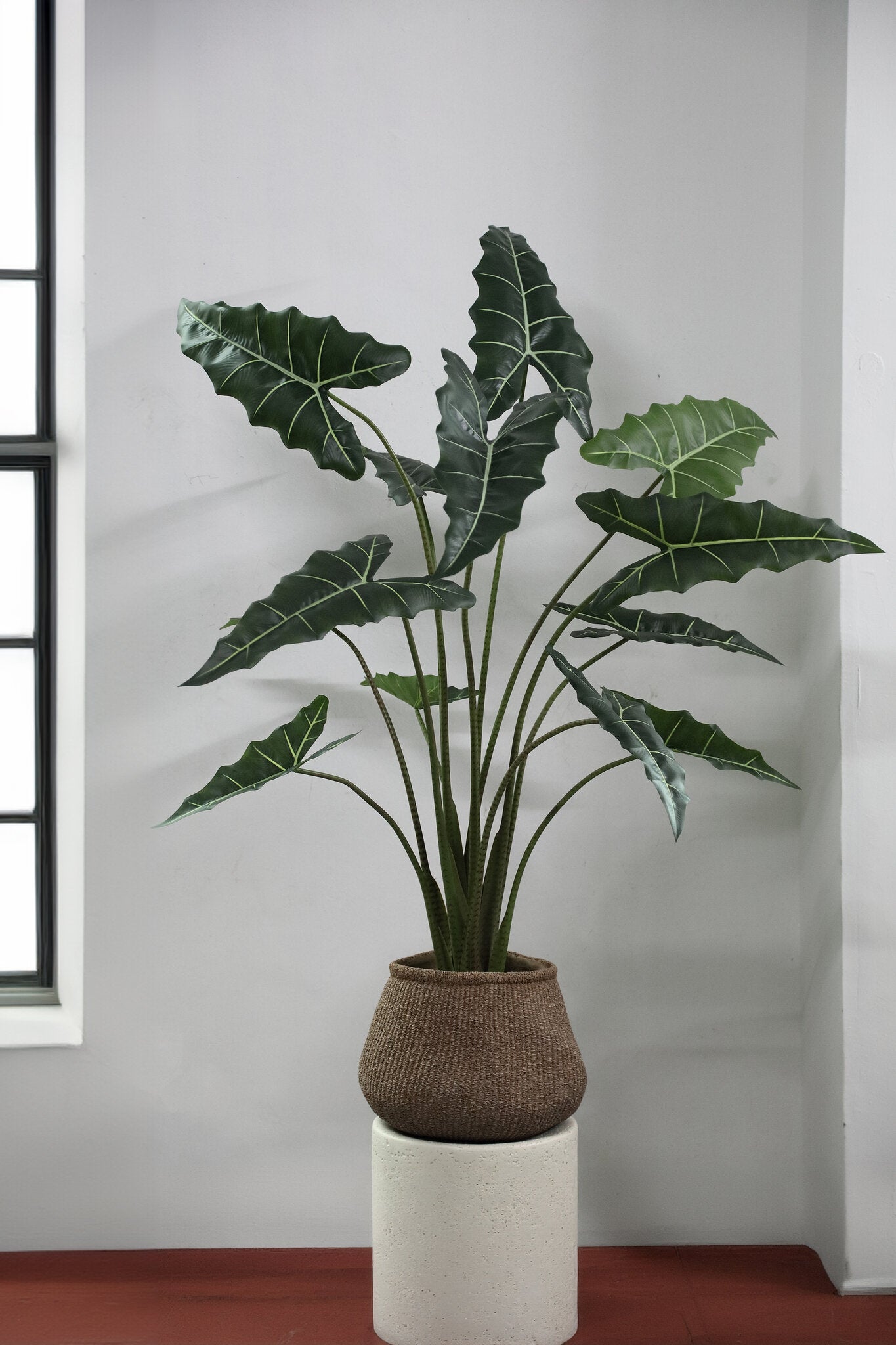 Leaves Plant Alocasia Polly Plant In Pot L 140x117x137 cm