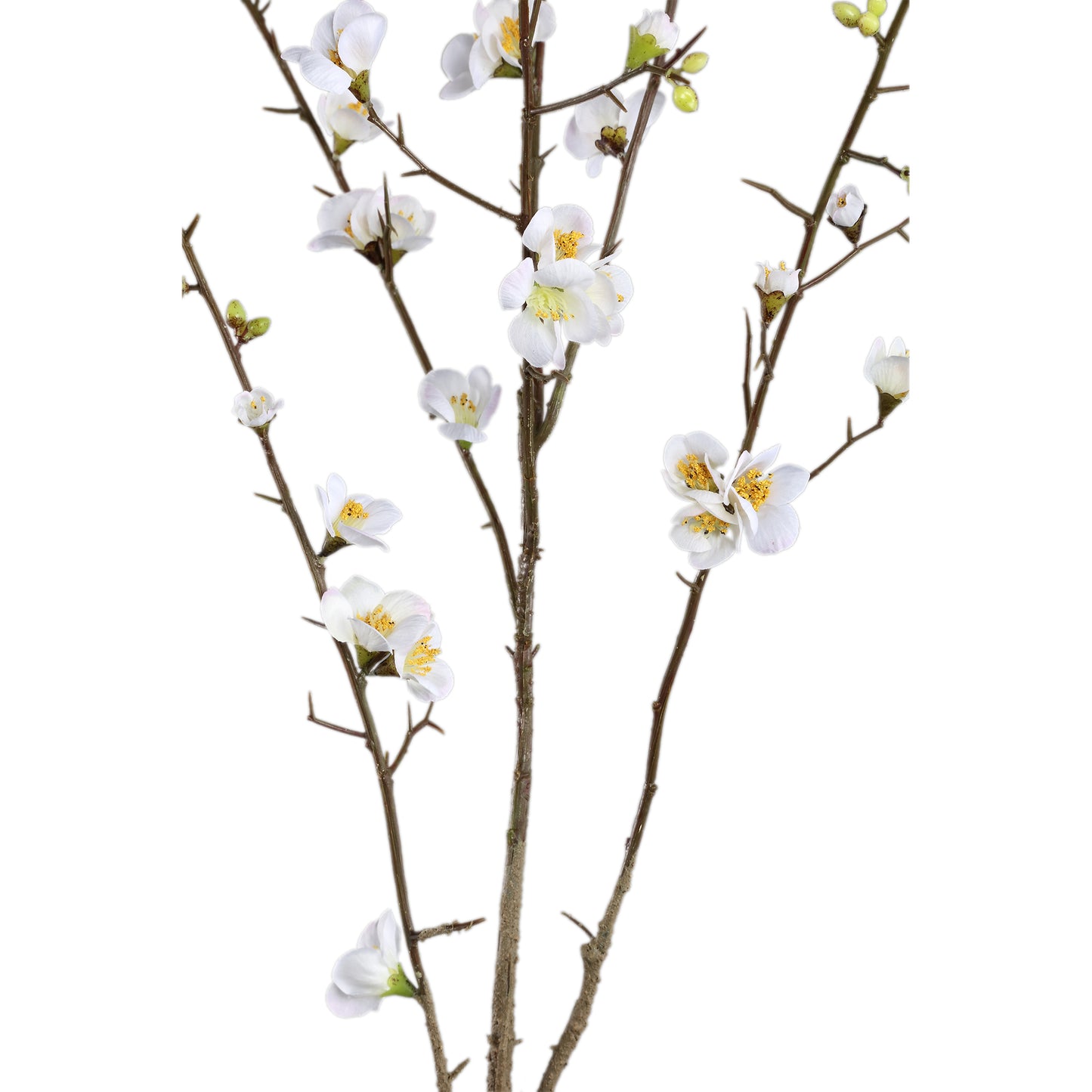 Blossom Japanese Flowering Quince Wit M – Set van 12 Stuks - 12 Sets 121x66x54 cm