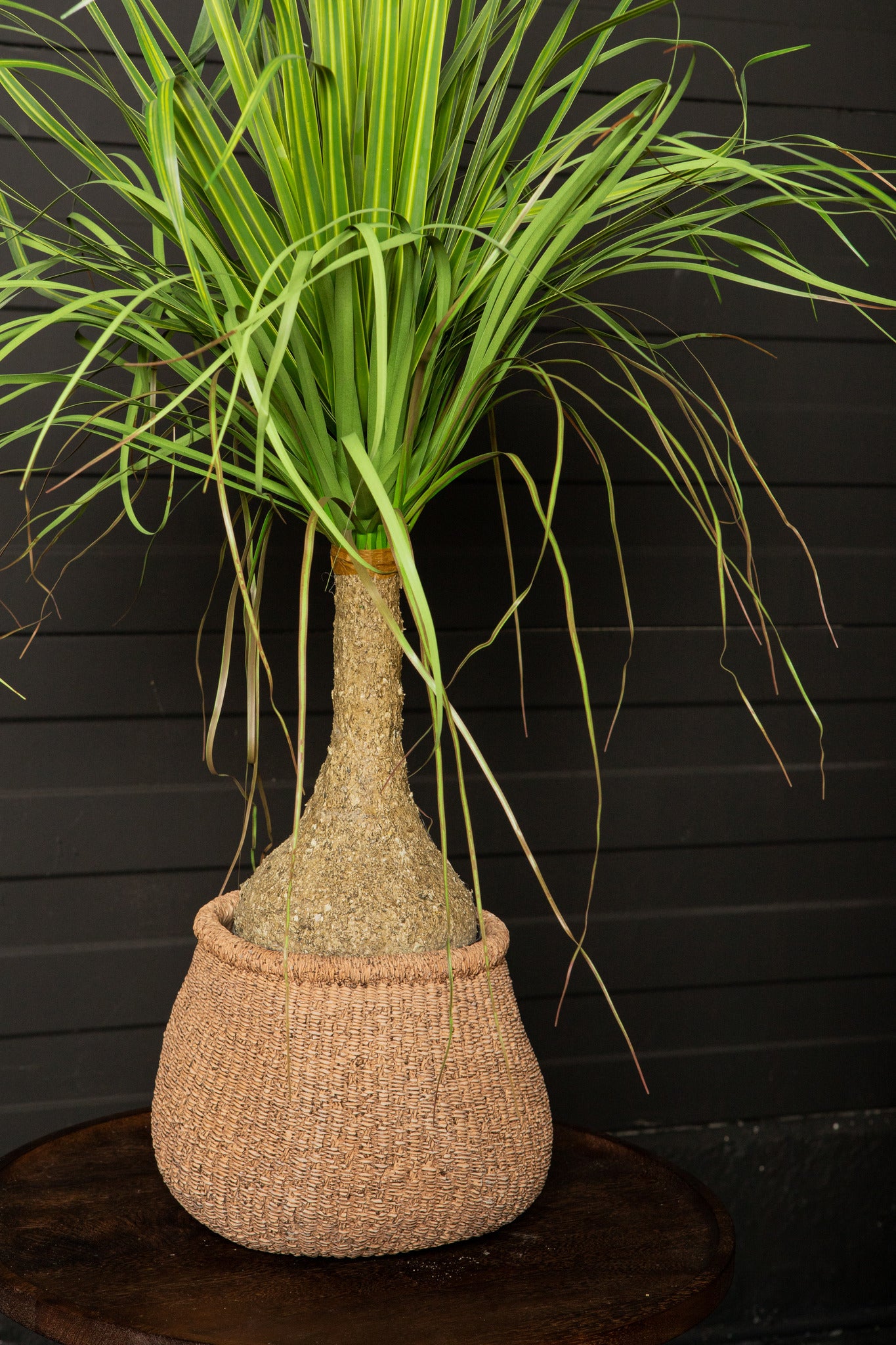 Leaves Plant Groen Ui Gras Op Kokospalm Set Van 2 Stuks 98x60x75 cm