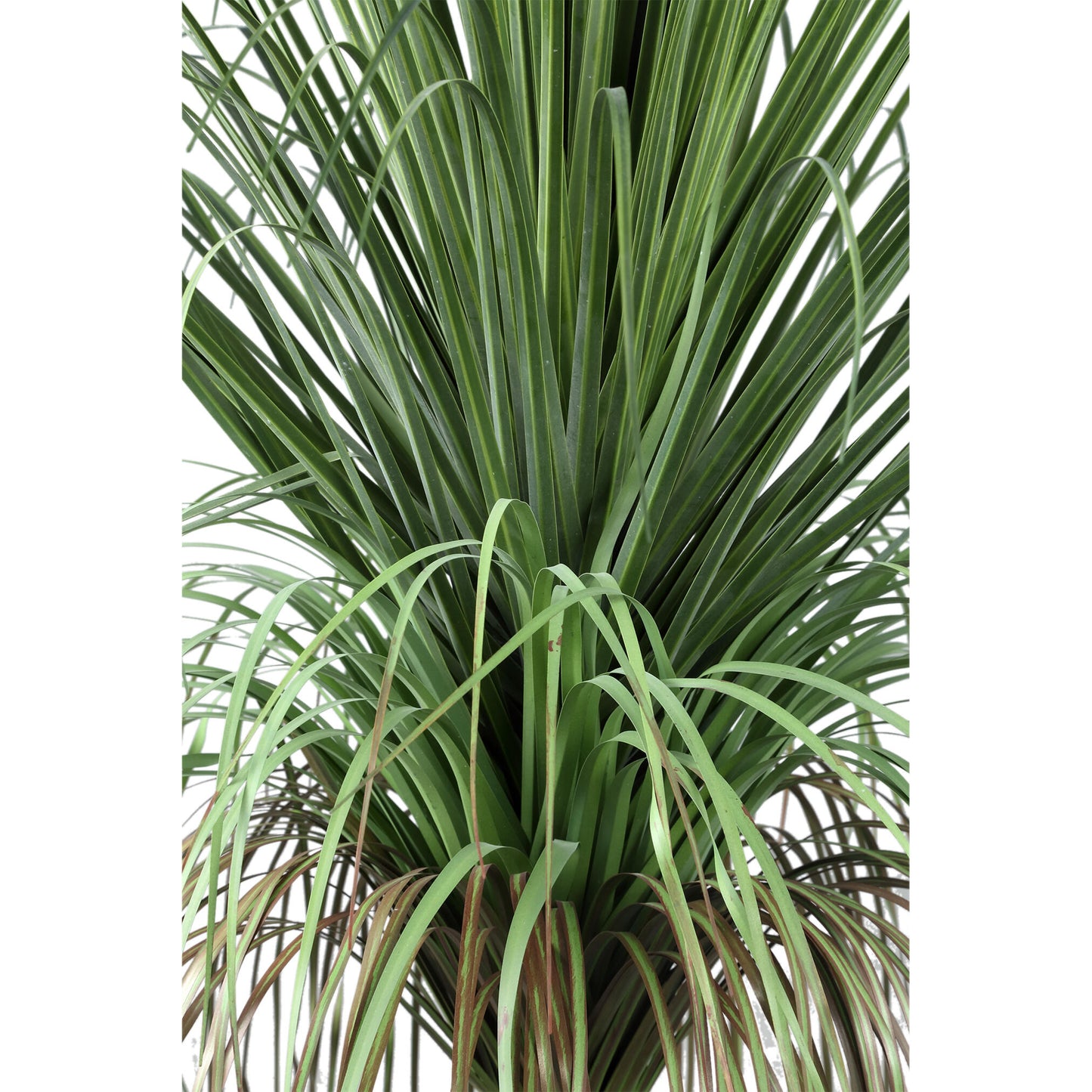 Leaves Plant Groen Ui Gras Op Kokospalm Set Van 2 - 2 Sets 101x74x70 cm
