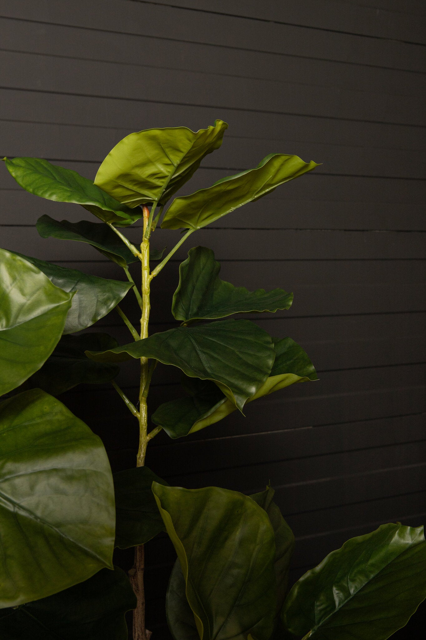 Tree Groene Ficus In Pot S 122x94x75 cm