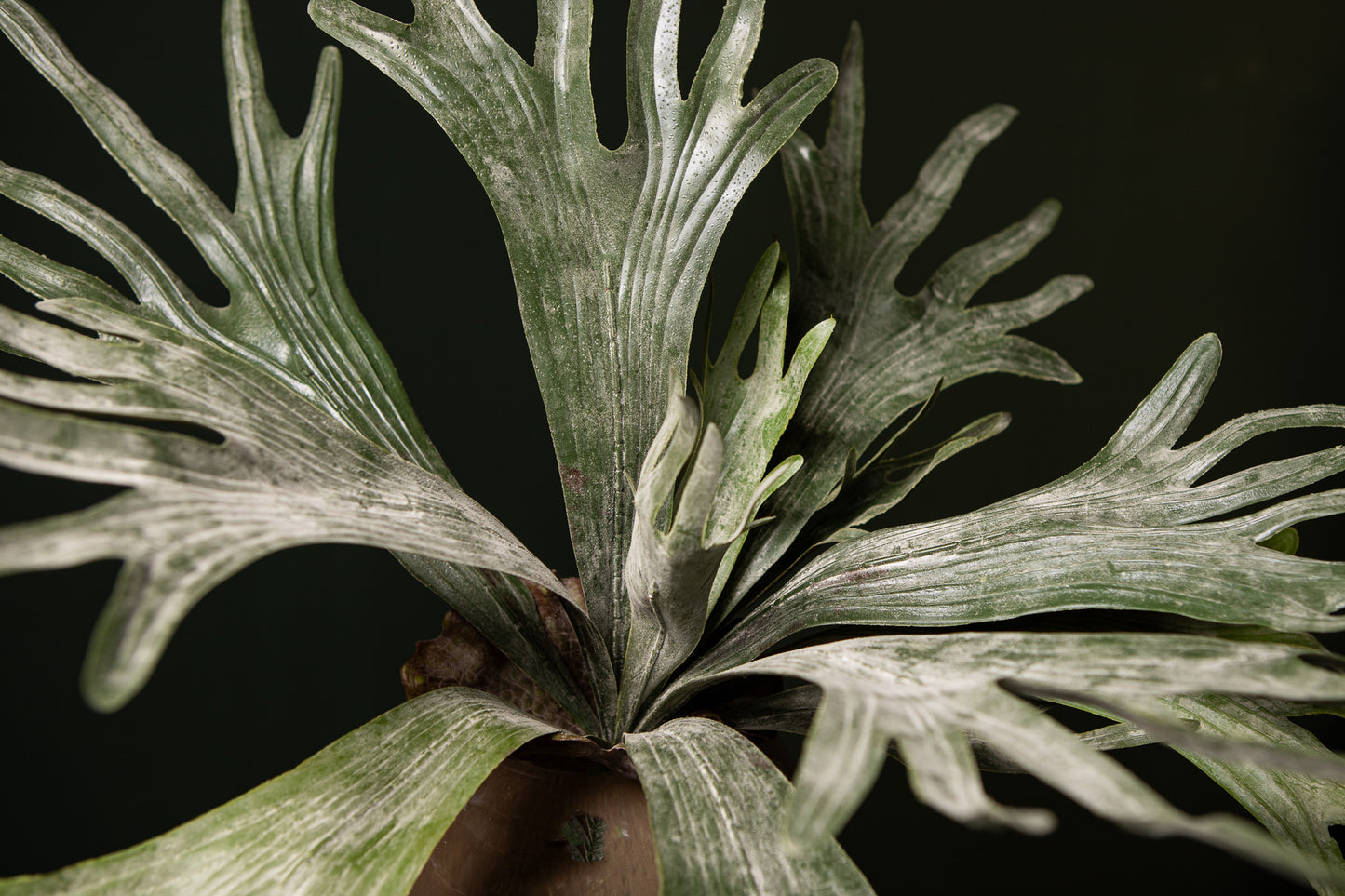 Leaves Plant Donkergroen Hertshoornvaren Op Stengel - Set van 12 10x55x15 cm