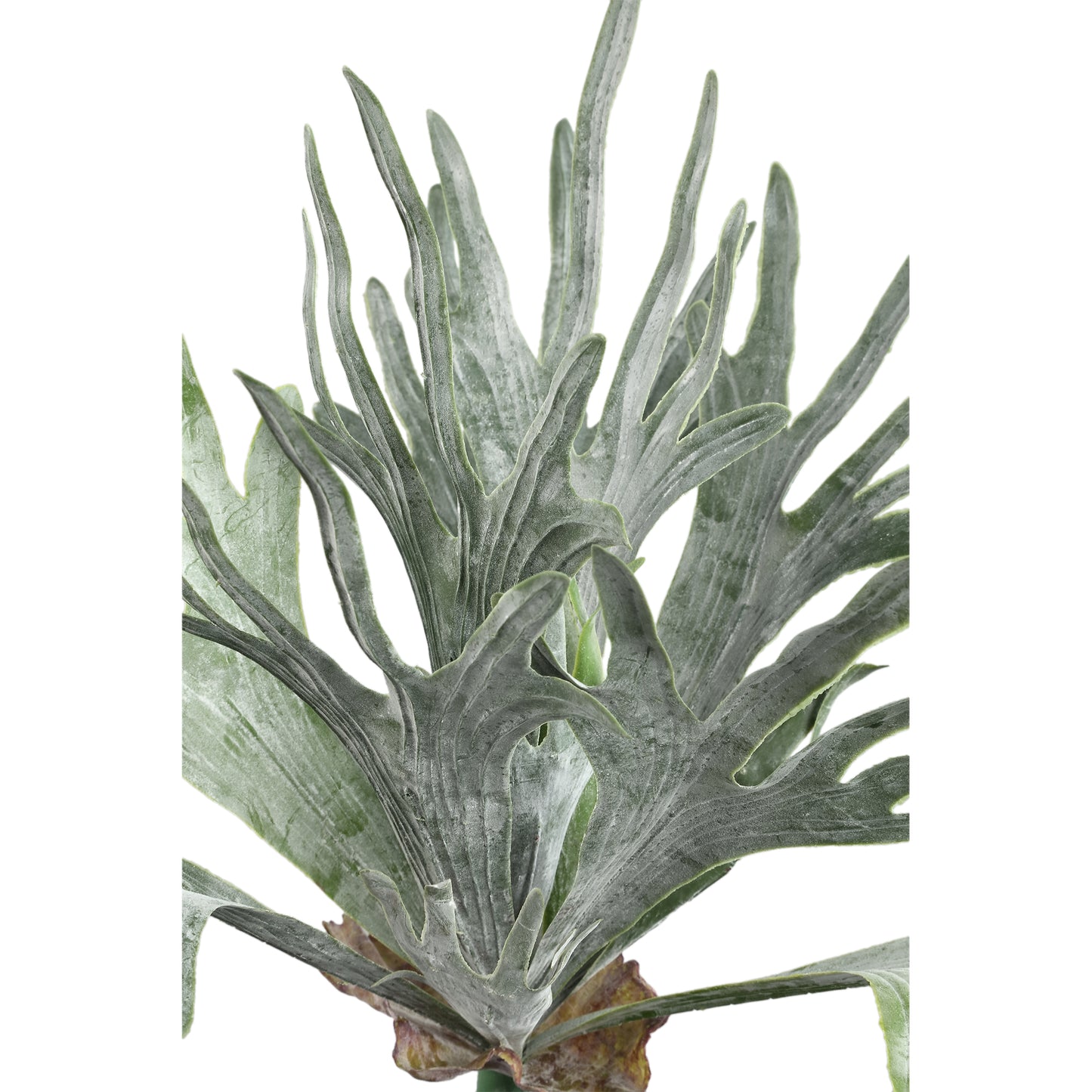 Leaves Plant Donkergroen Hertshoornvaren Op Stengel - Set van 12 10x55x15 cm