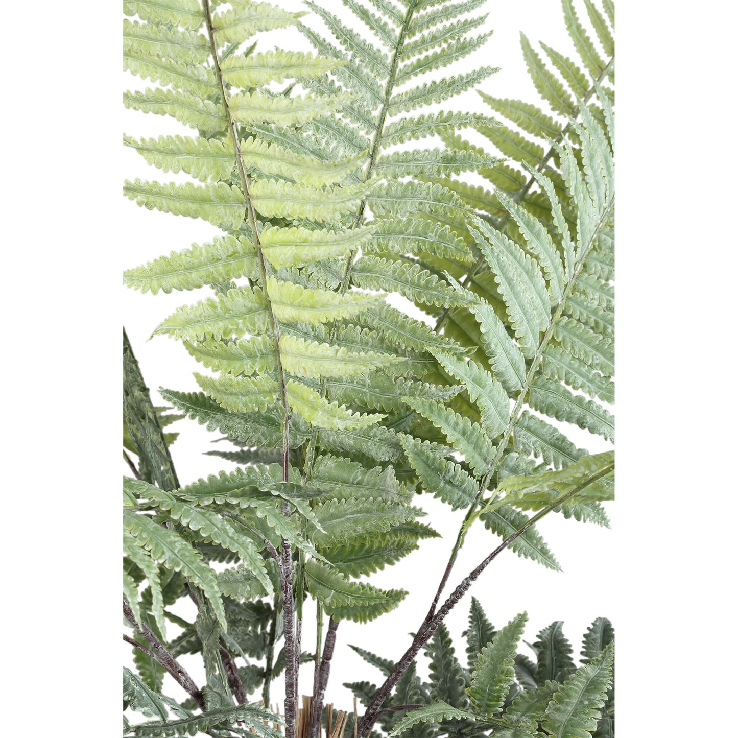 Mos Groen Varen Plant Leaves Plant Klein - Set van 12 8x70x10 cm