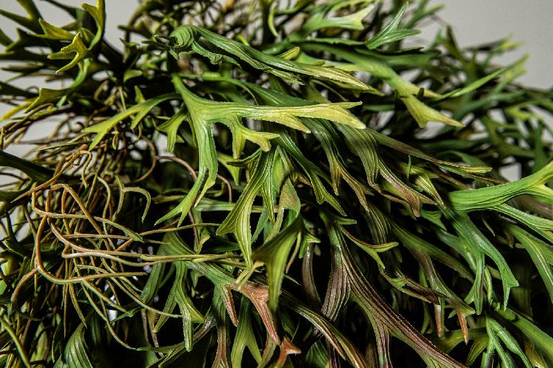 Leaves Plant Groen Hangende Bladeren Spray - Set van 12 109x84x25 cm