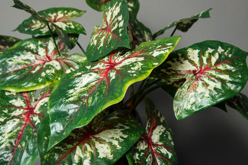 Leaves Plant Donkergroen Caladium Bladtak Set van 12 Stuks 53x45x35 cm