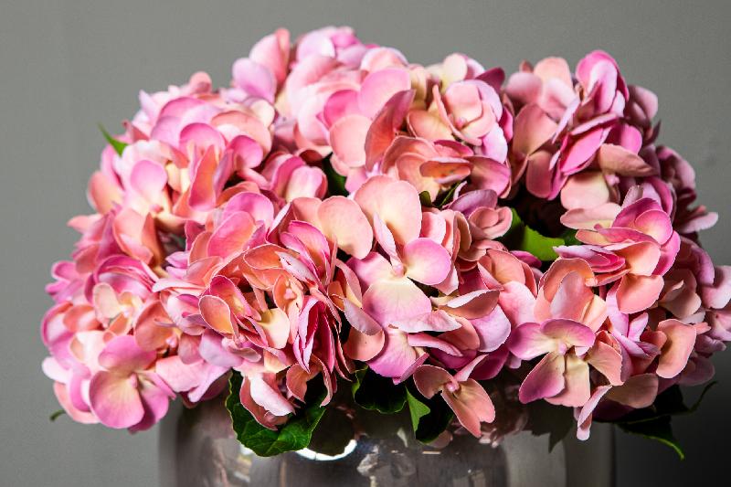 Hydrangea Flower Roze Hortensia Tak Set van 12 Stuks 33x16x21 cm