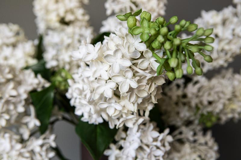 Garden Flower Witte Seringentak - Set van 12 73x32x20 cm