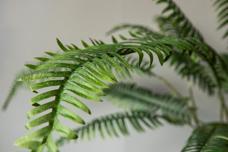 Fern Plant Donkergroene Bergvaren Spray Set van 12 Stuks 126x86x49 cm