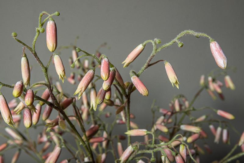 Twig Plant Kalanchoe Bloemenspray Set van 6 Stuks 97x40x31 cm
