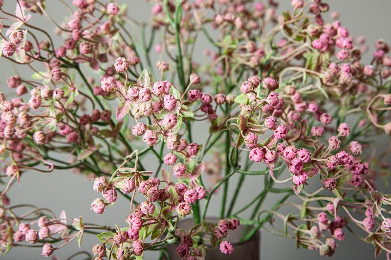 Twig Plant Roze Gypsophila Spray Set van 12 Stuks 63x23x23 cm