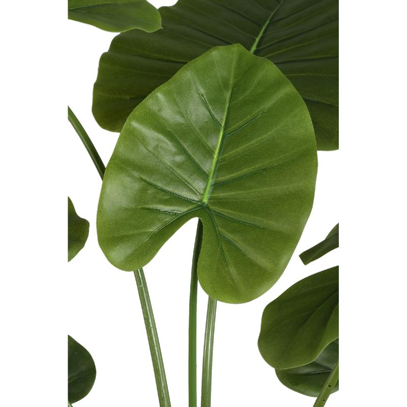 Leaves Plant Alocasia Plant In Pot 120x90x90 cm