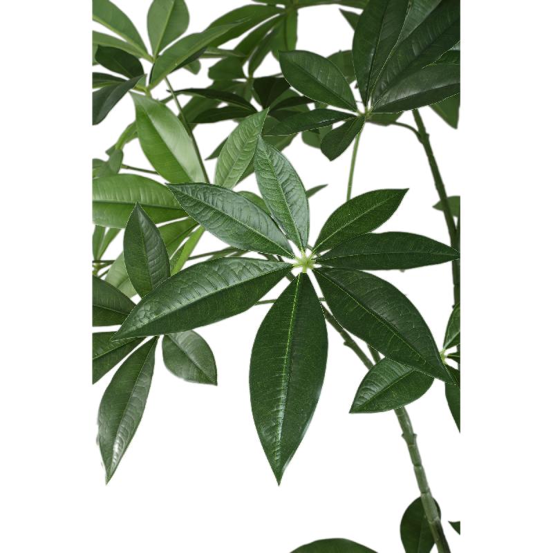 Leaves Plant Groene Pachira Plant In Pot 150x75x75 cm