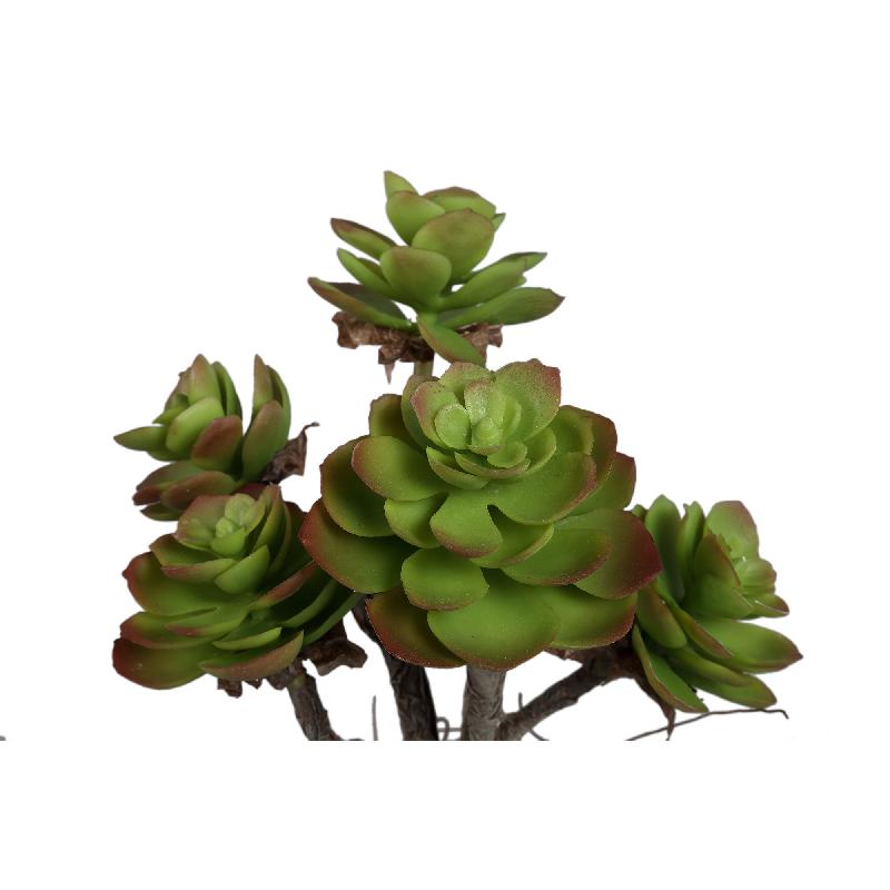 Succulent Plant Donkergroen Aeonium Cremekleurige Pot Set Van 6 Stuks 38x18x18 cm