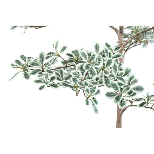 Tree Groen Madagaskar Amandelboom In Zwarte Pot 115x75x75 cm