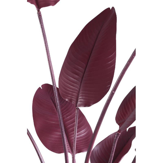Leaves Plant Burgundy Strelitzia 150x85x73 cm