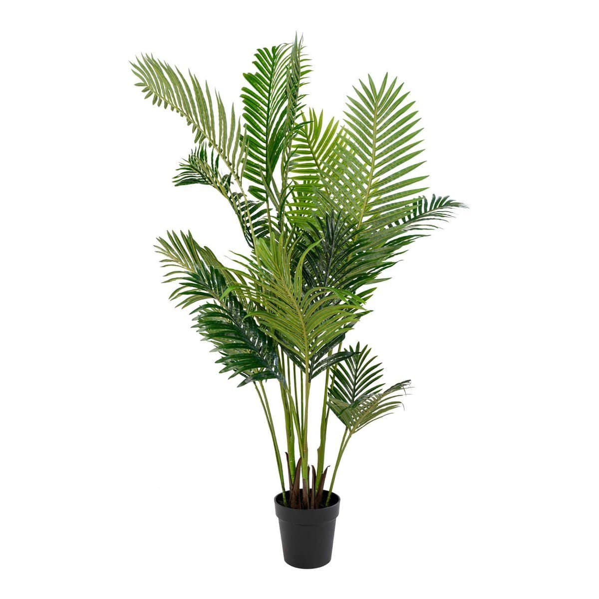 House Nordic ApS Areca palm