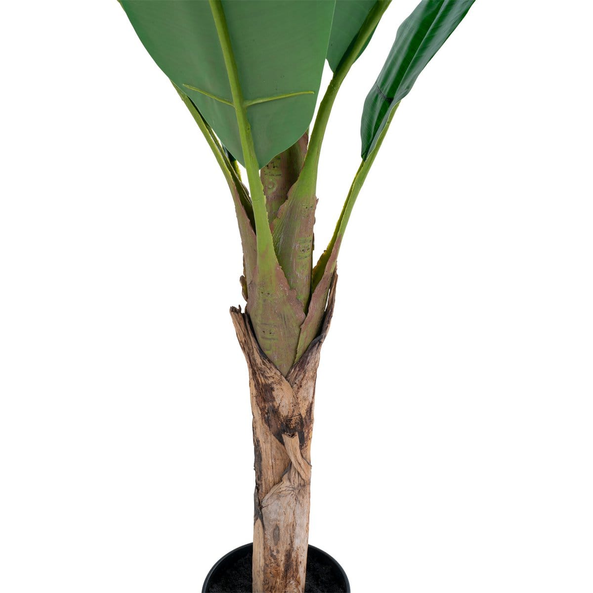 House Nordic ApS Bananenpalm