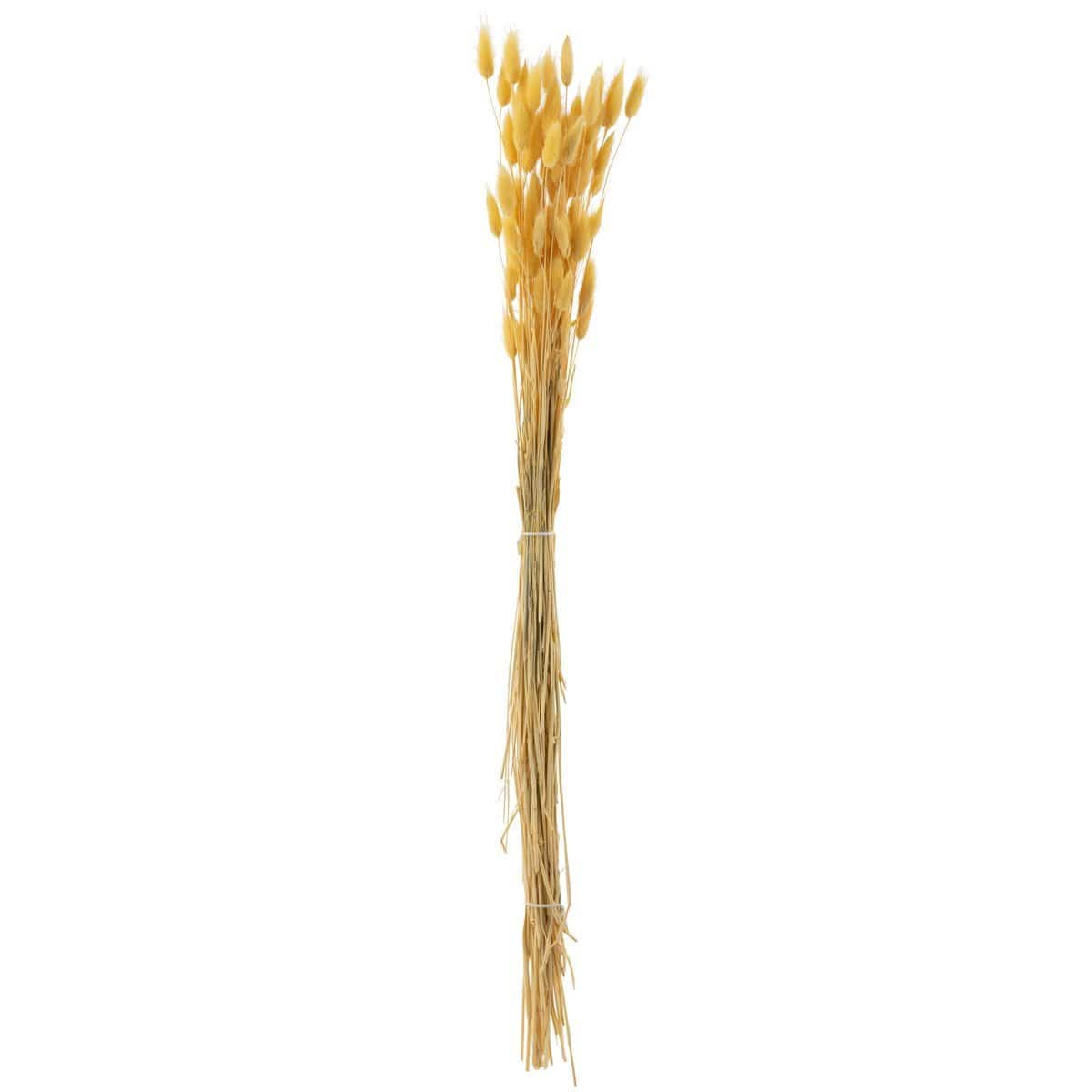 J-Line J-Line droogbloemen - Bundel Hazenstaart - gedroogd pluim - lichtgeel