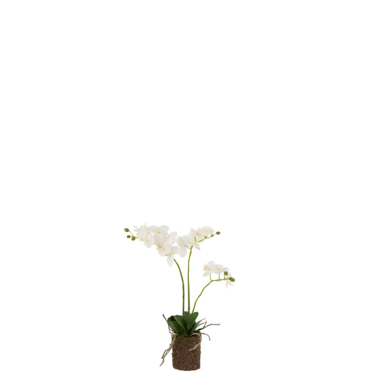 J-Line J-Line Orchidee In Aarde Plastiek Wit/Groen Medium