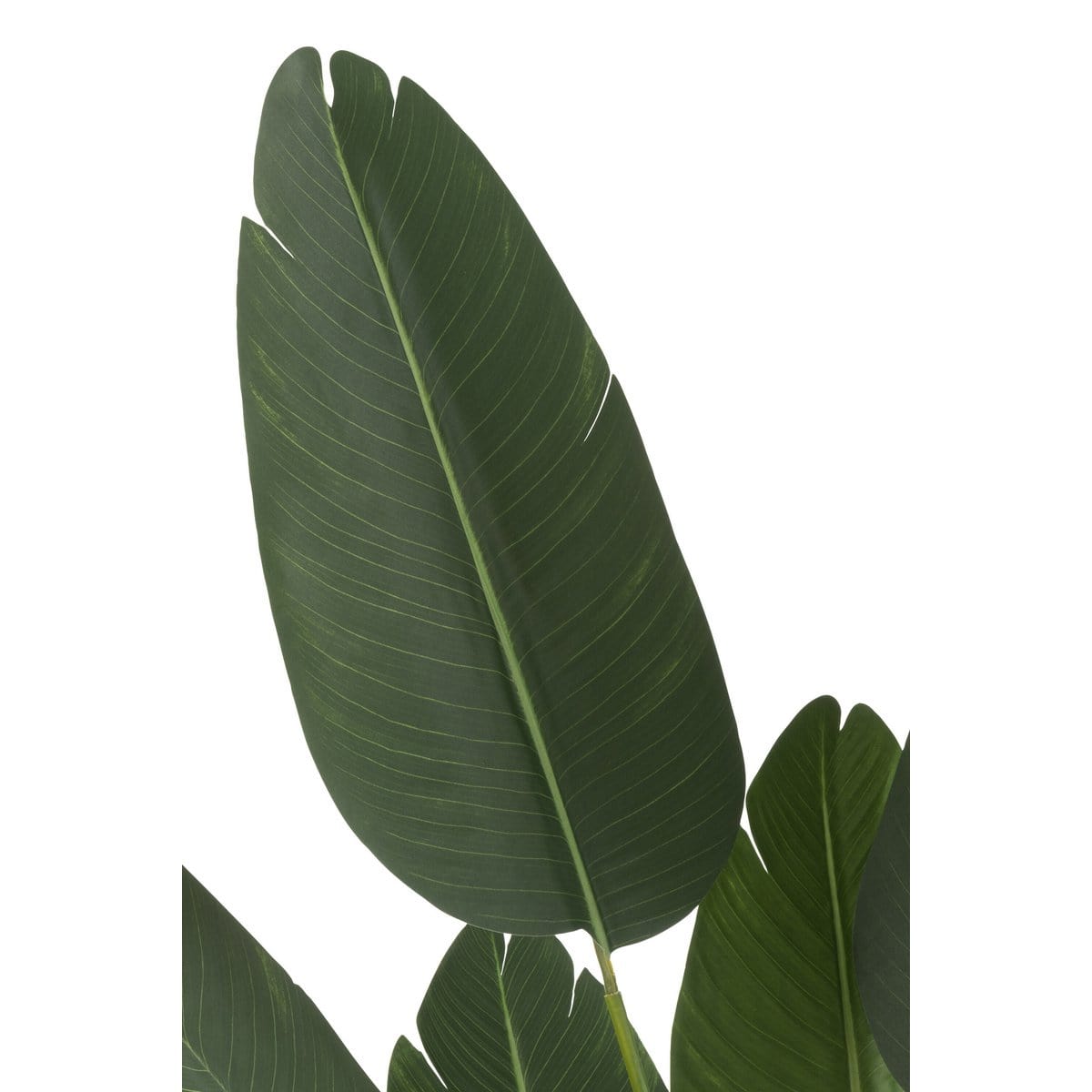 J-Line J-Line Strelitzia Plastiek Groen Small