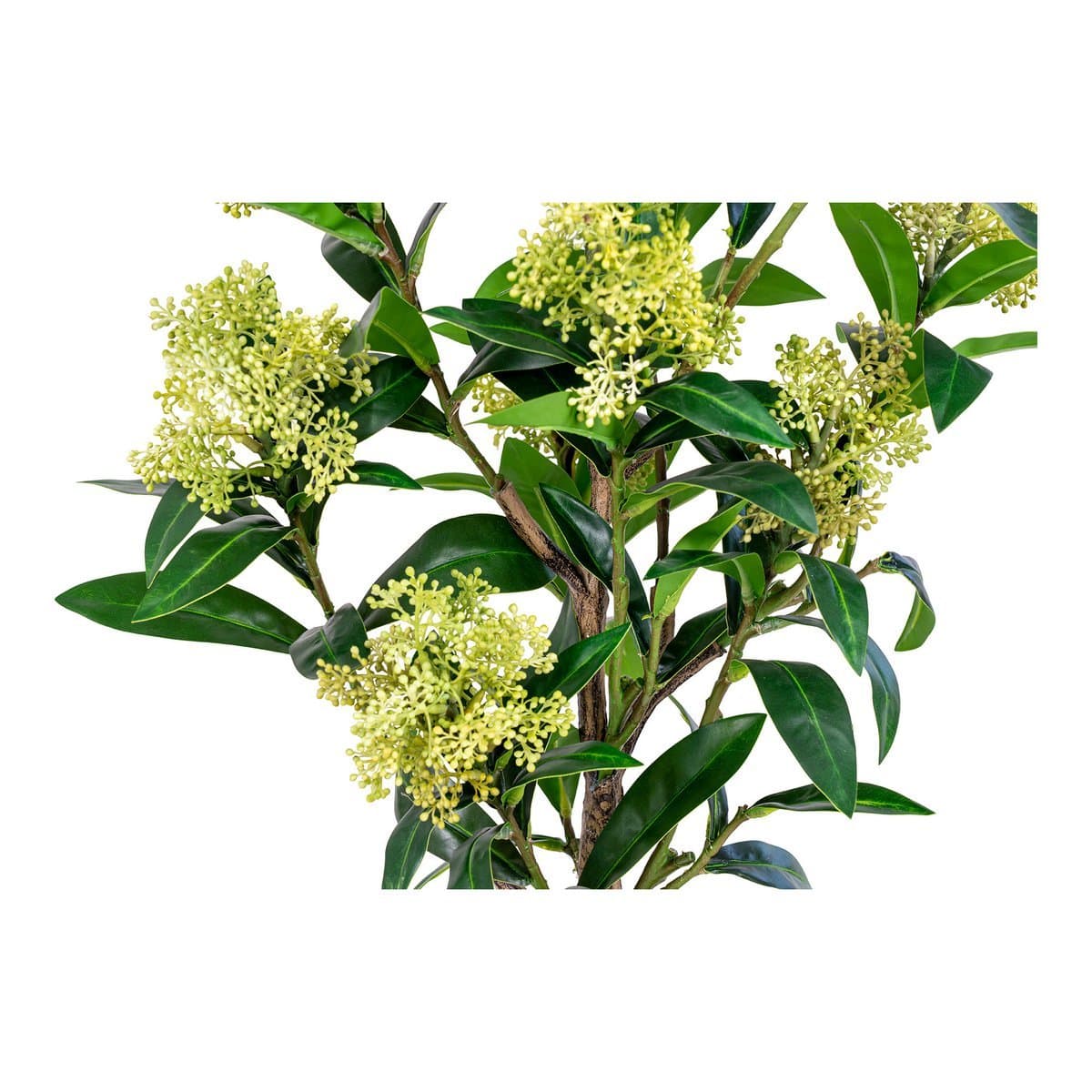 House Nordic ApS Skimmia Boom - Groen