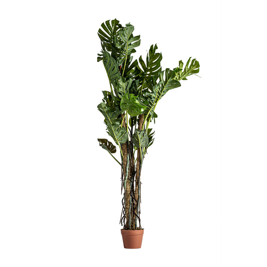 Split Philo Plant Shabby Chic 28x28x180 cm