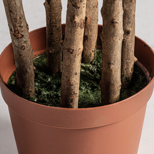 Olivo Plant Shabby Chic 60x50x205 cm