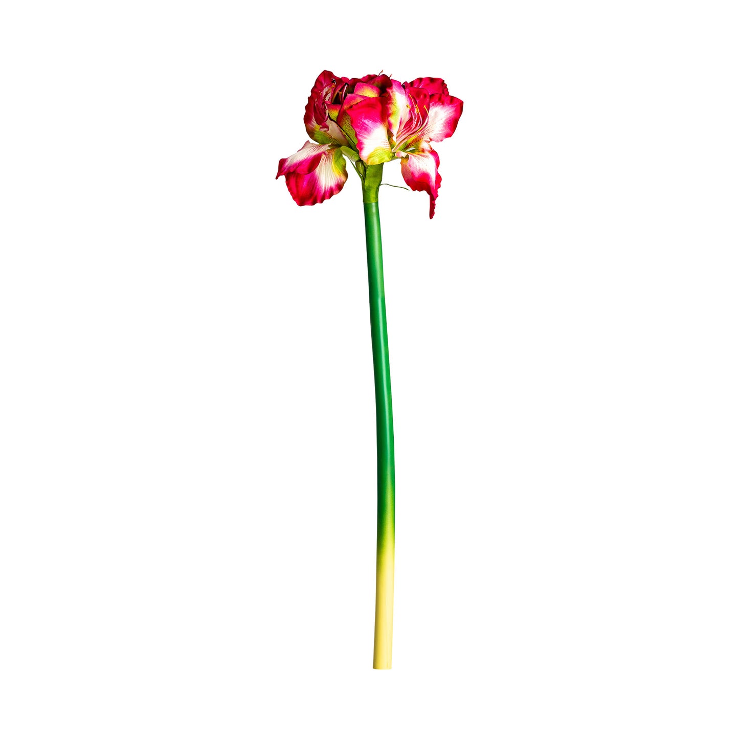 Amaryllis Bloem Fuchsia 0x0x73 cm