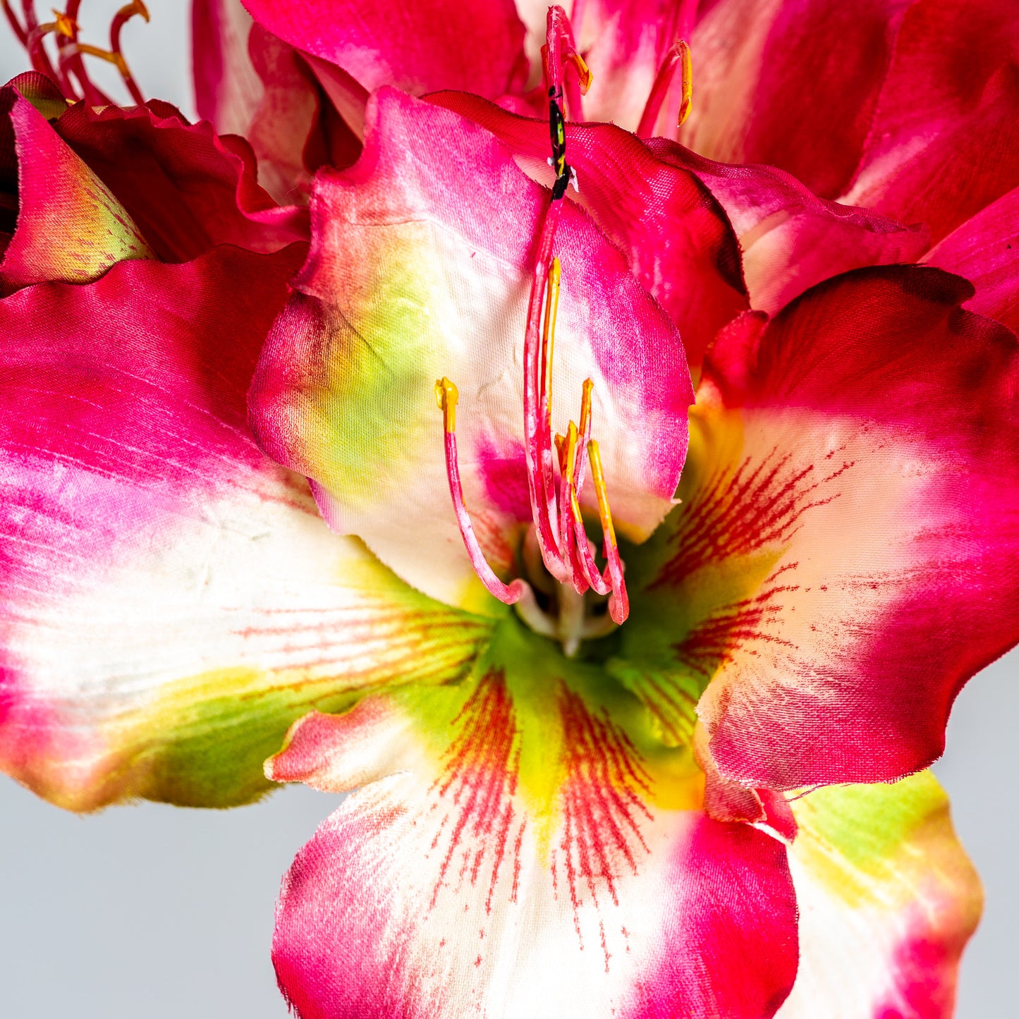 Amaryllis Bloem Fuchsia 0x0x73 cm