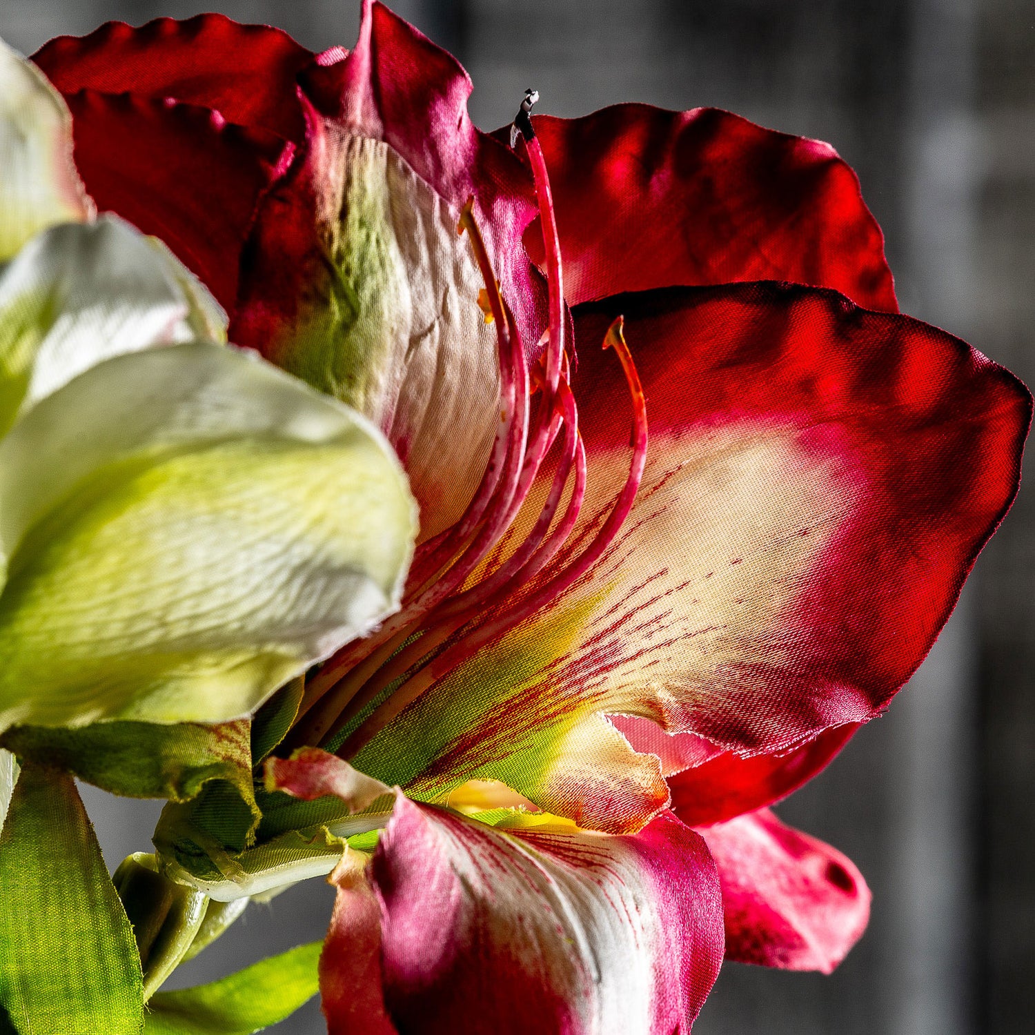 Amaryllis Bloem Fuchsia 0x0x73 cm