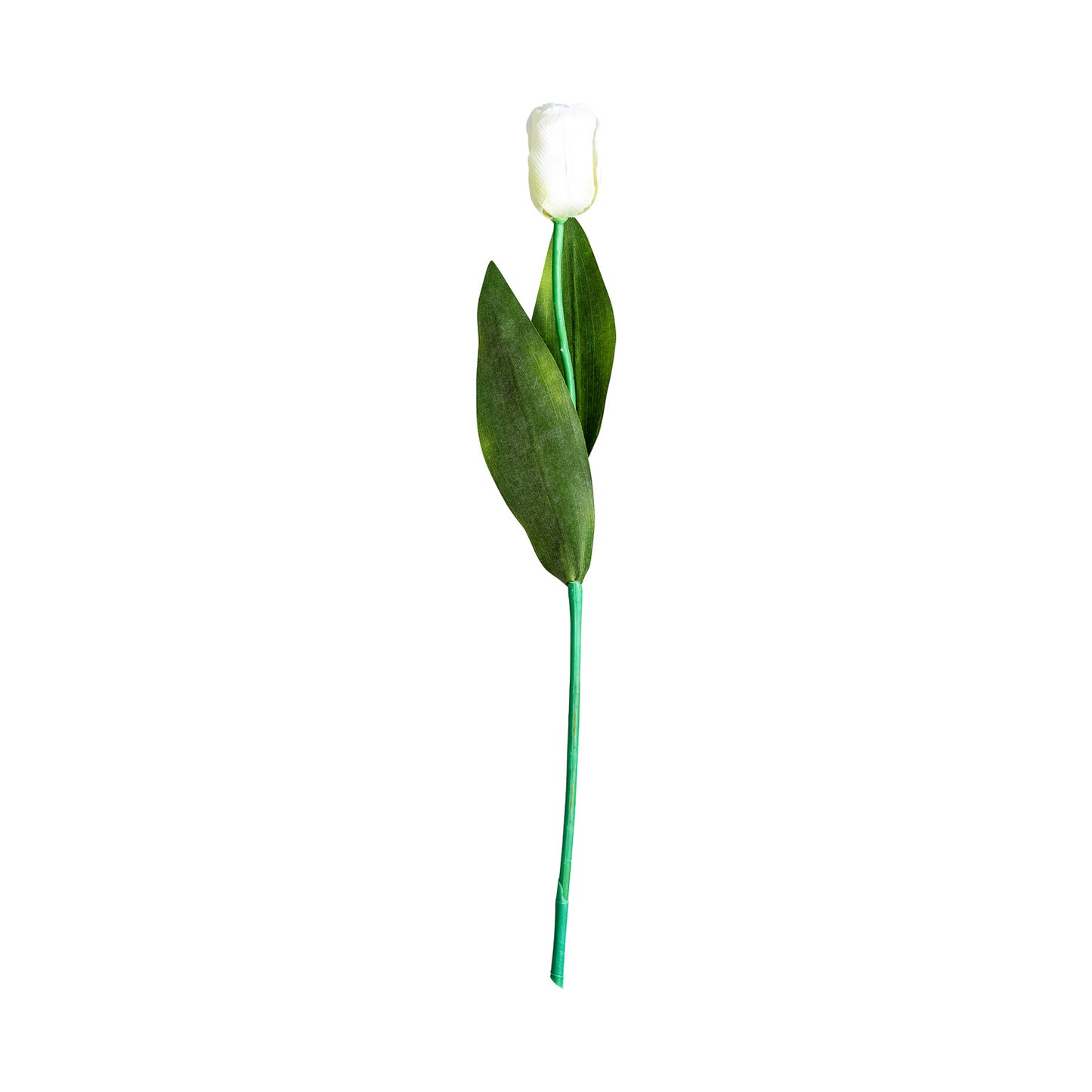 Tulpenbloem Wit 0x0x64 cm