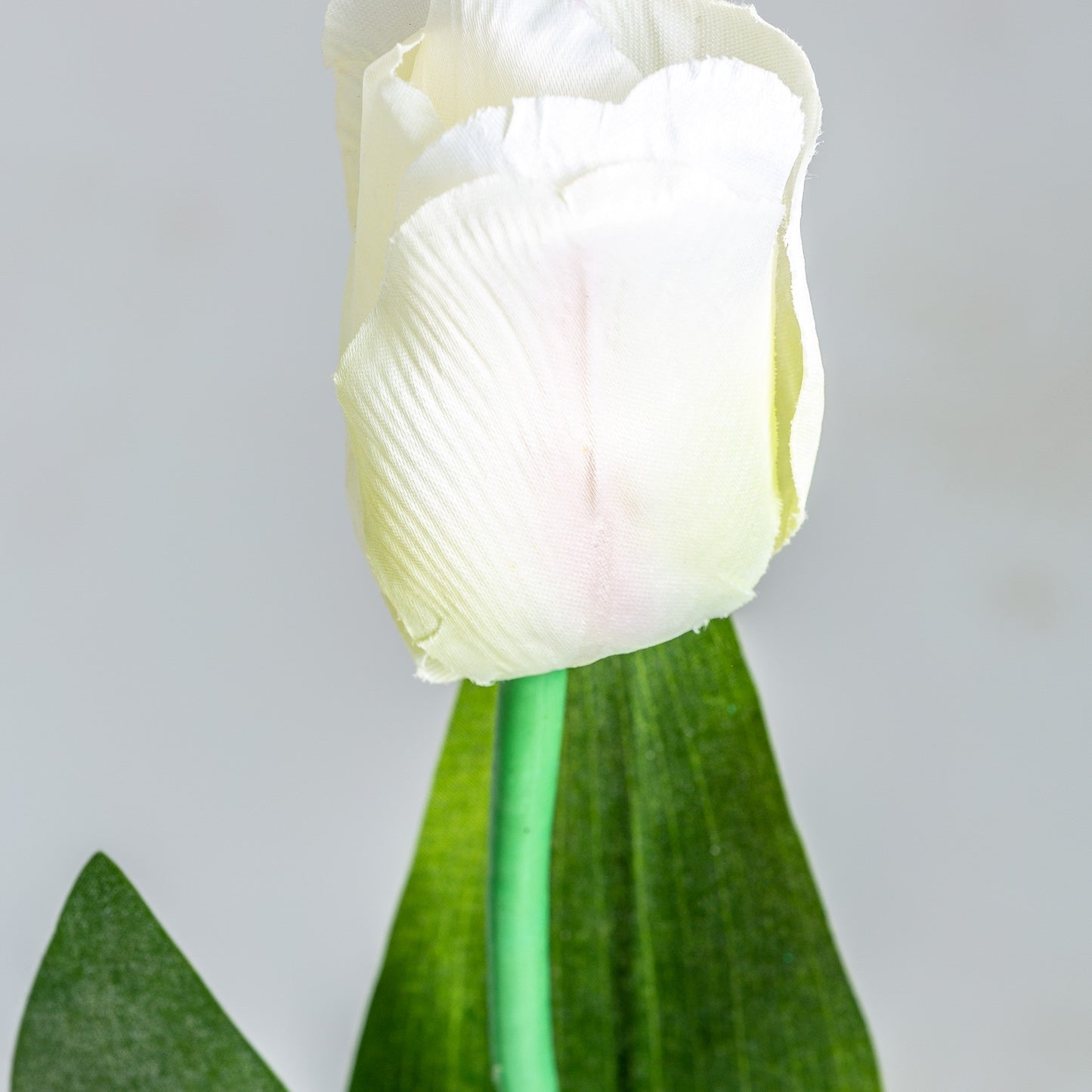 Tulpenbloem Wit 0x0x64 cm