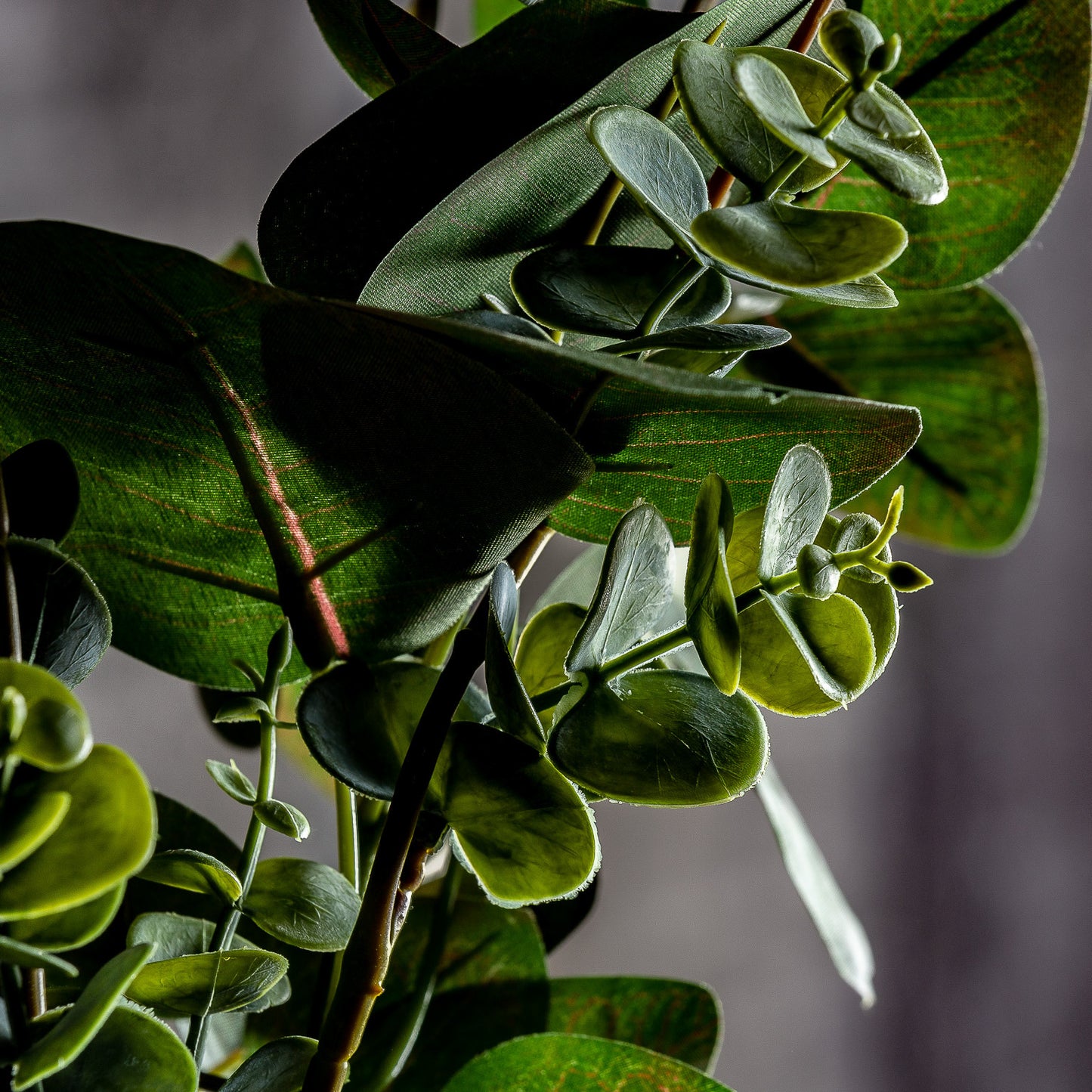 Eucalyptus Plant Klassiek 52x40x48 cm