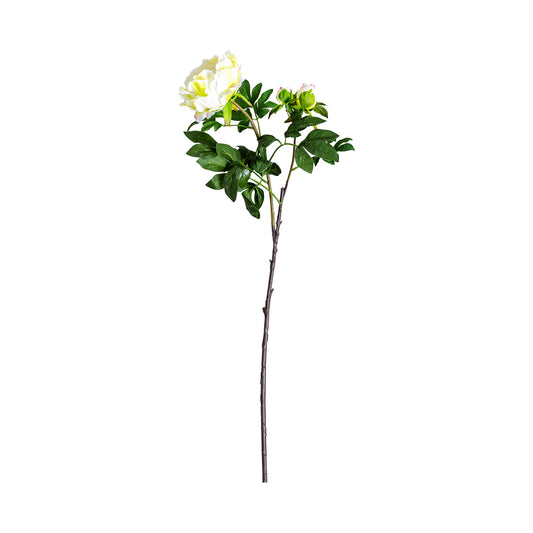 Rosa Bloem Klassiek 0x0x97 cm