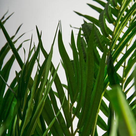 Palmera Plant Colonial 40x50x210 cm
