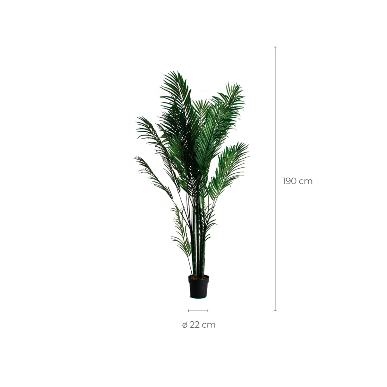 Palmera Plant Colonial 40x50x210 cm
