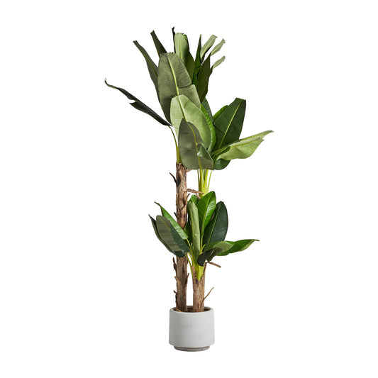 Platanero Plant 50x60x245 cm