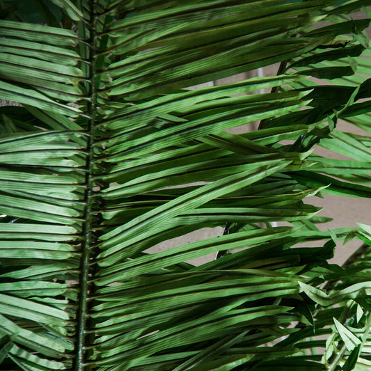 Palmera Plant Etnisch 71x71x550 cm