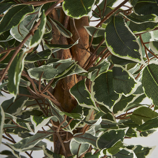 Ficus Plant Koloniale Stijl 80x70x175 cm