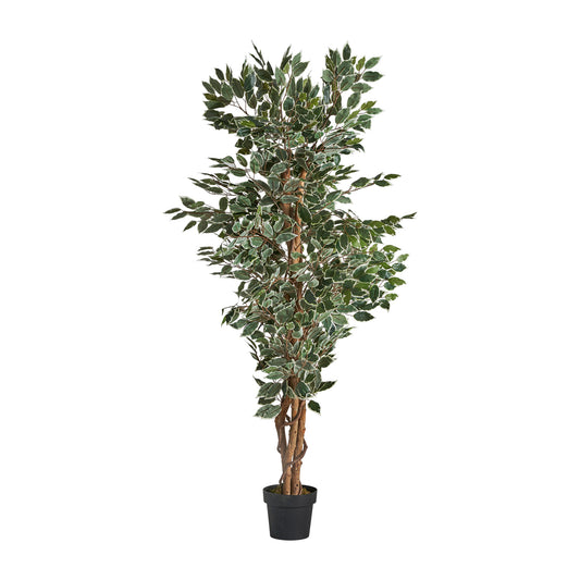Ficus Plant Koloniale Stijl 80x70x175 cm