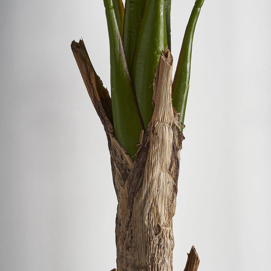 Bananera Plant Colonial 60x60x165 cm