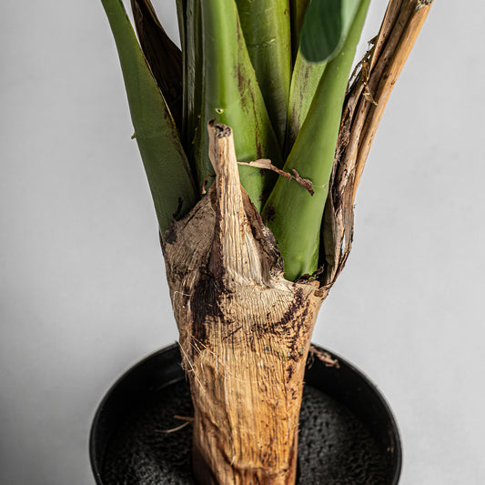 Bananera Plant Koloniaal 60x60x135 cm