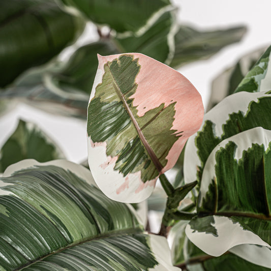 Roble Blanco Plant 75x75x178 cm